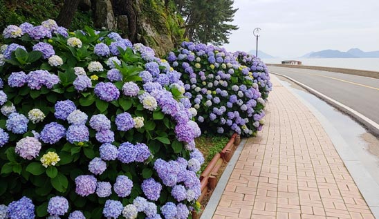 수국축제.jpg